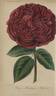 Madame Masson rose photo