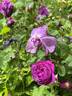 De la Grifferaie rose photo