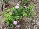 Marquise Boccella rose photo