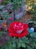 Love rose photo