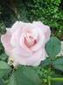 Dona Martin rose photo