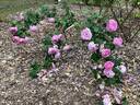 Bourbon Queen rose photo