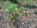 Poulsen's Copper rose photo