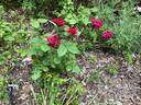 Glastonbury rose photo