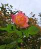 Joseph's Coat rose photo