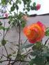 Joseph's Coat rose photo