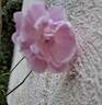 Old Blush rose photo