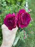 Twilight Zone rose photo