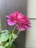 Like No Other rose photo