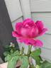 Like No Other rose photo