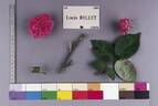 Louis Rollet rose photo