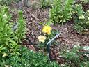 Golden Holstein rose photo