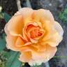 Sunstruck ™ rose photo