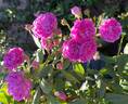 Vineyard Song rose photo
