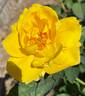 Midas Touch ™ rose photo