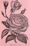 Letty Coles rose photo