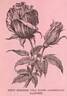 American Banner rose photo