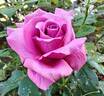 Claude Brasseur ® rose photo