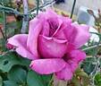 Claude Brasseur ® rose photo