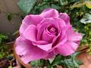 Claude Brasseur ® rose photo
