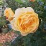 Rise Up Amberness™ rose photo