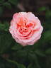 MEIffable rose photo