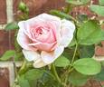 Rockwall Sesquicentennial rose photo