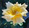 Oldtimer rose photo