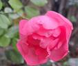 Bordure Rose No. 2 rose photo