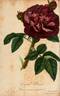 Général Drouot rose photo