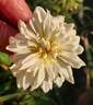 RENFAWOLGHHERXWAR rose photo