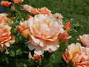 La Bellifontaine ® rose photo