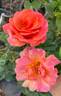 Easy Does It rose photo
