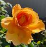 Honey Perfume ™ rose photo