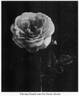 Feu Pernet-Ducher rose photo