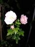Auberge de l'Ill® rose photo