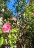 Bordure Rose No. 2 rose photo