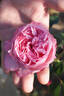 Ball Gown rose photo