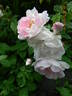 Duchesse d'Angoulême rose photo