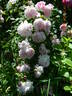 Duchesse d'Angoulême rose photo
