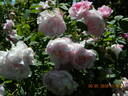 Duchesse d'Angoulême rose photo