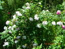 Duchesse d'Angoulême rose photo
