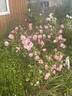 Madame Jules Thibaud rose photo