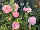 Jean Ducher rose photo