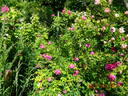 Henri Martin rose photo