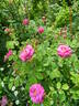 Henri Martin rose photo