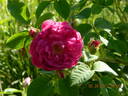 Henri Martin rose photo