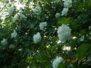 Albéric Barbier rose photo