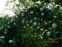 Albéric Barbier rose photo