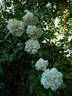 Albéric Barbier rose photo